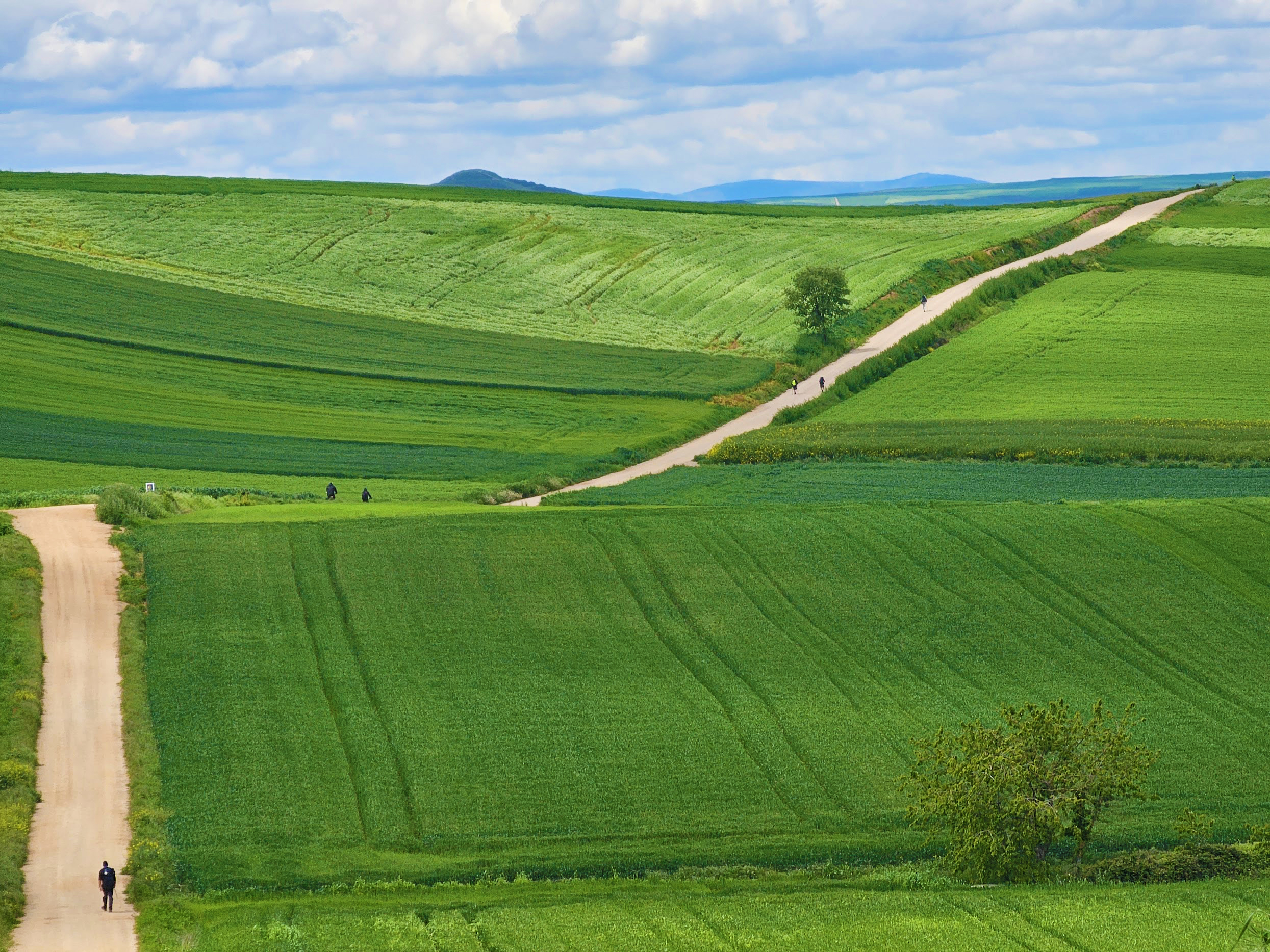 A Camino road stretching through the landscape